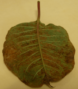 Sample leaf.