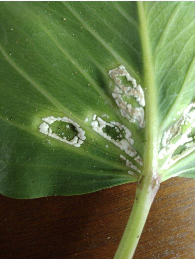 White Rust Fungus – Maui Master Gardeners